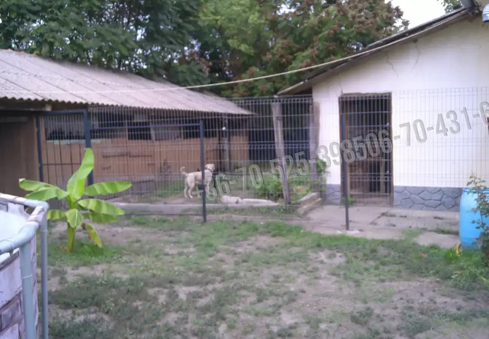 Pest megye - Albertirsa