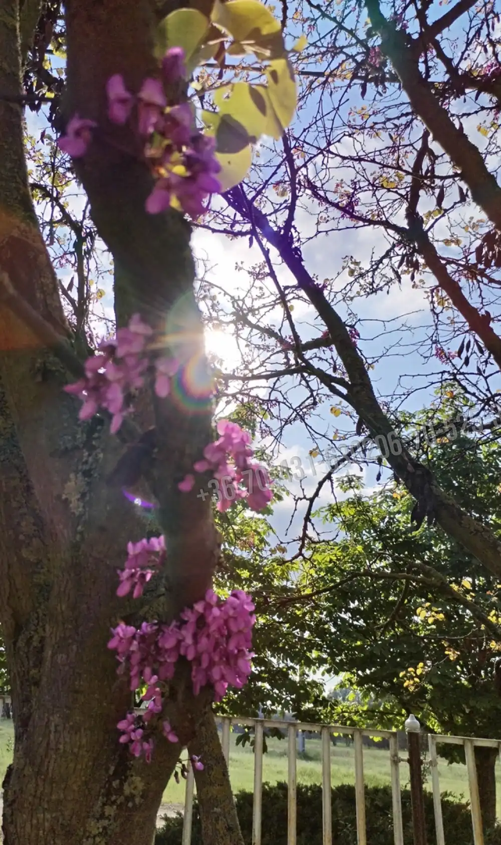 Pest megye - Albertirsa