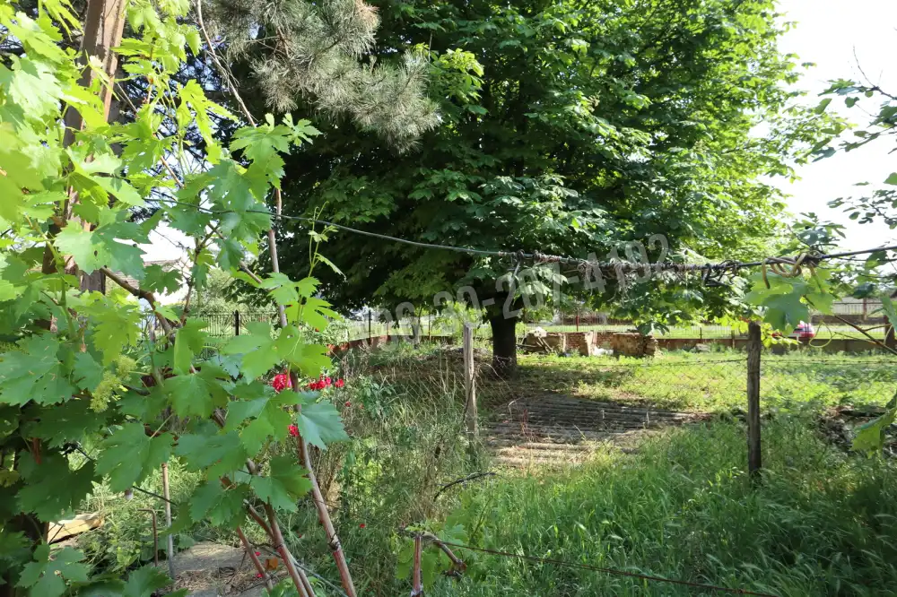 Csongrád megye - Baks