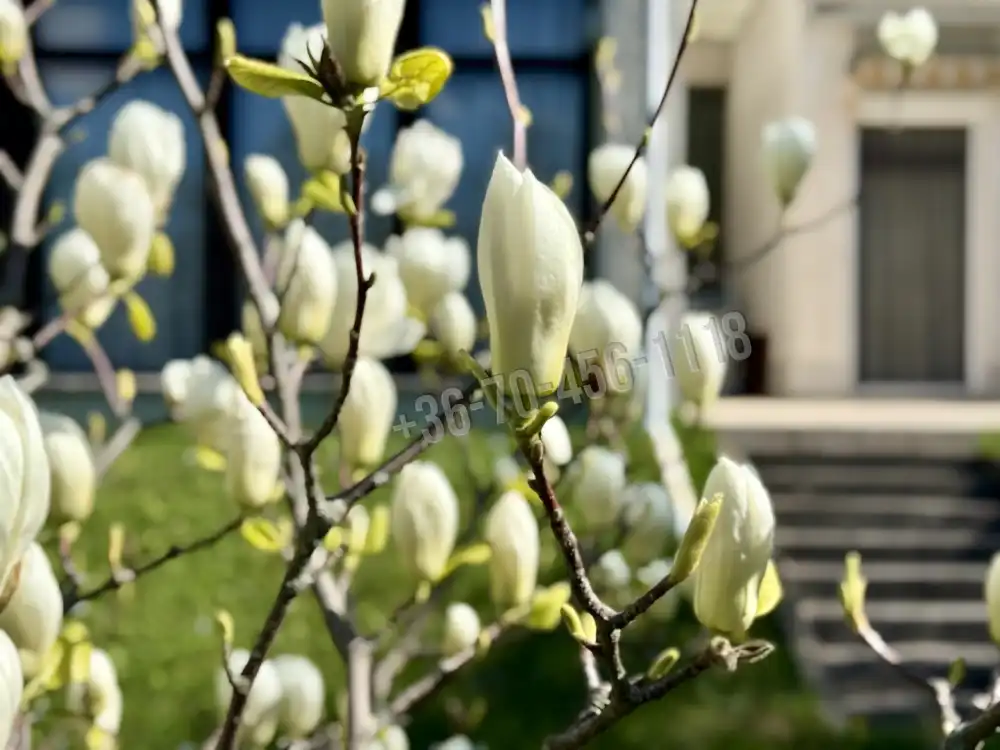 Budapest, XII. kerület - Budakeszierdő