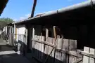 Csongrád megye - Csengele