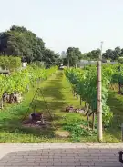 Veszprém megye - Csopak