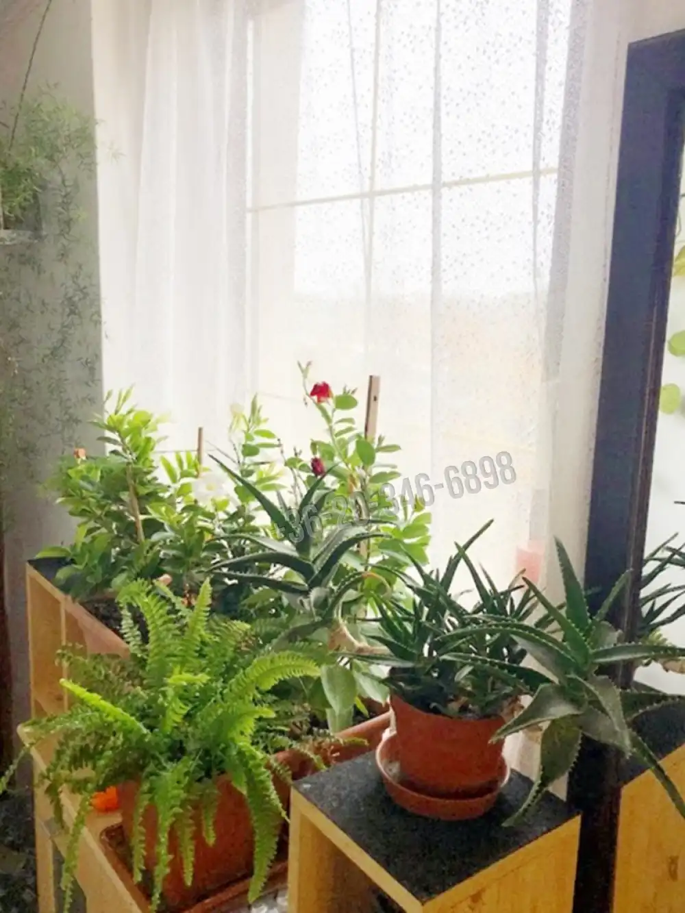 Veszprém megye - Csopak