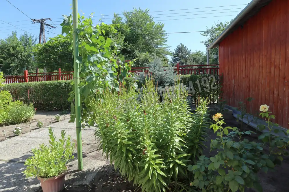 Csongrád megye - Domaszék