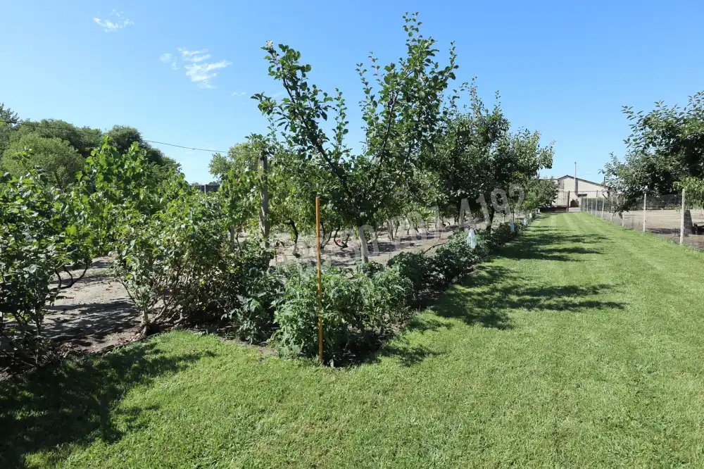 Csongrád megye - Domaszék