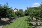 Csongrád megye - Domaszék