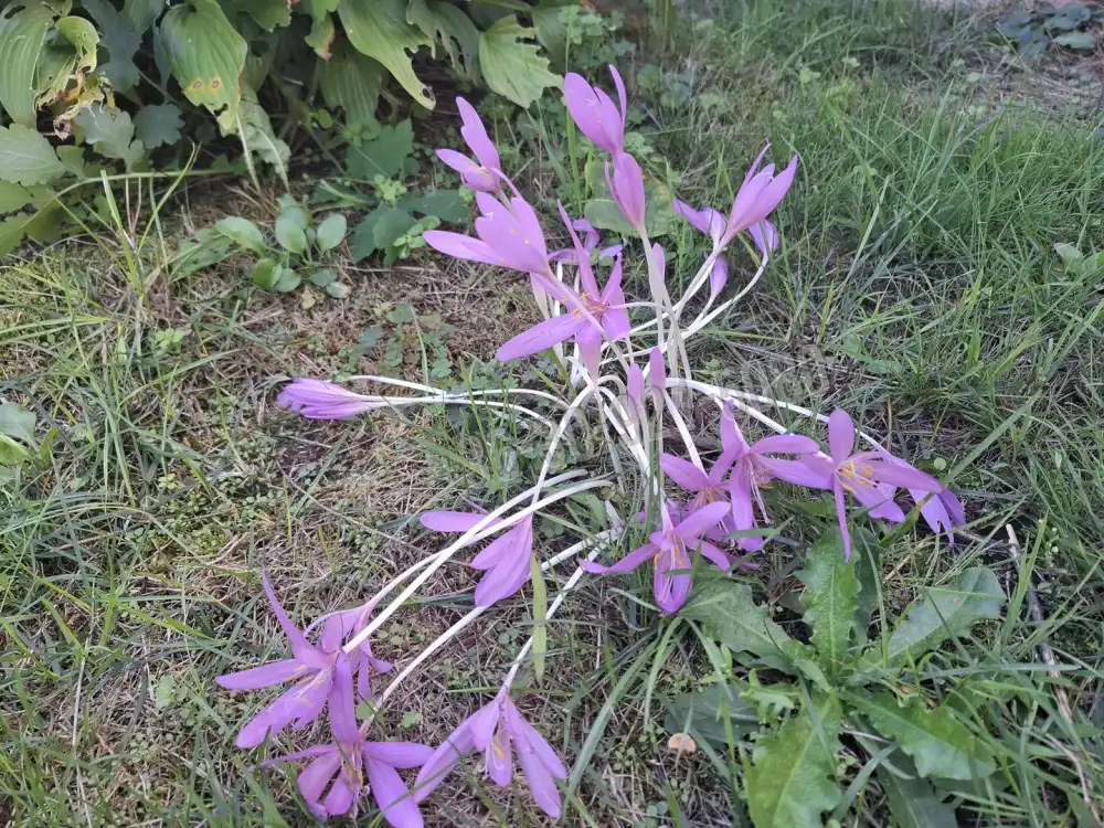 Pest megye - Gödöllő