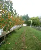 Pest megye - Kerepes