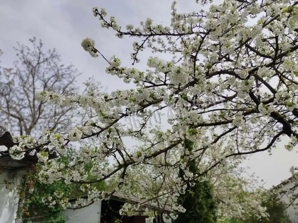 Zala megye - Keszthely