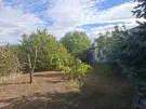 Pest megye - Kóka