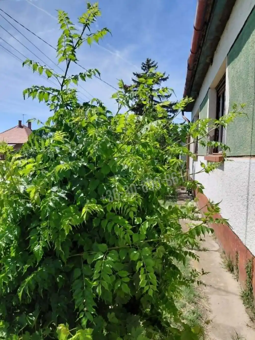 Bács-Kiskun megye - Kunbábony