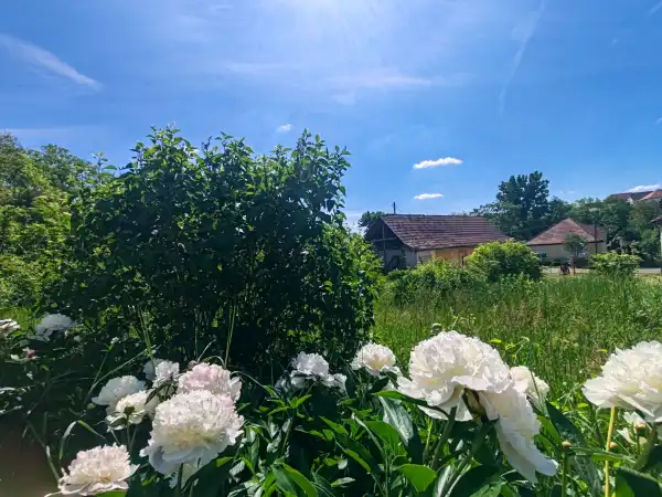 Eladó családi ház, Nógrádsáp 2 szoba 49 m² 15 M Ft
