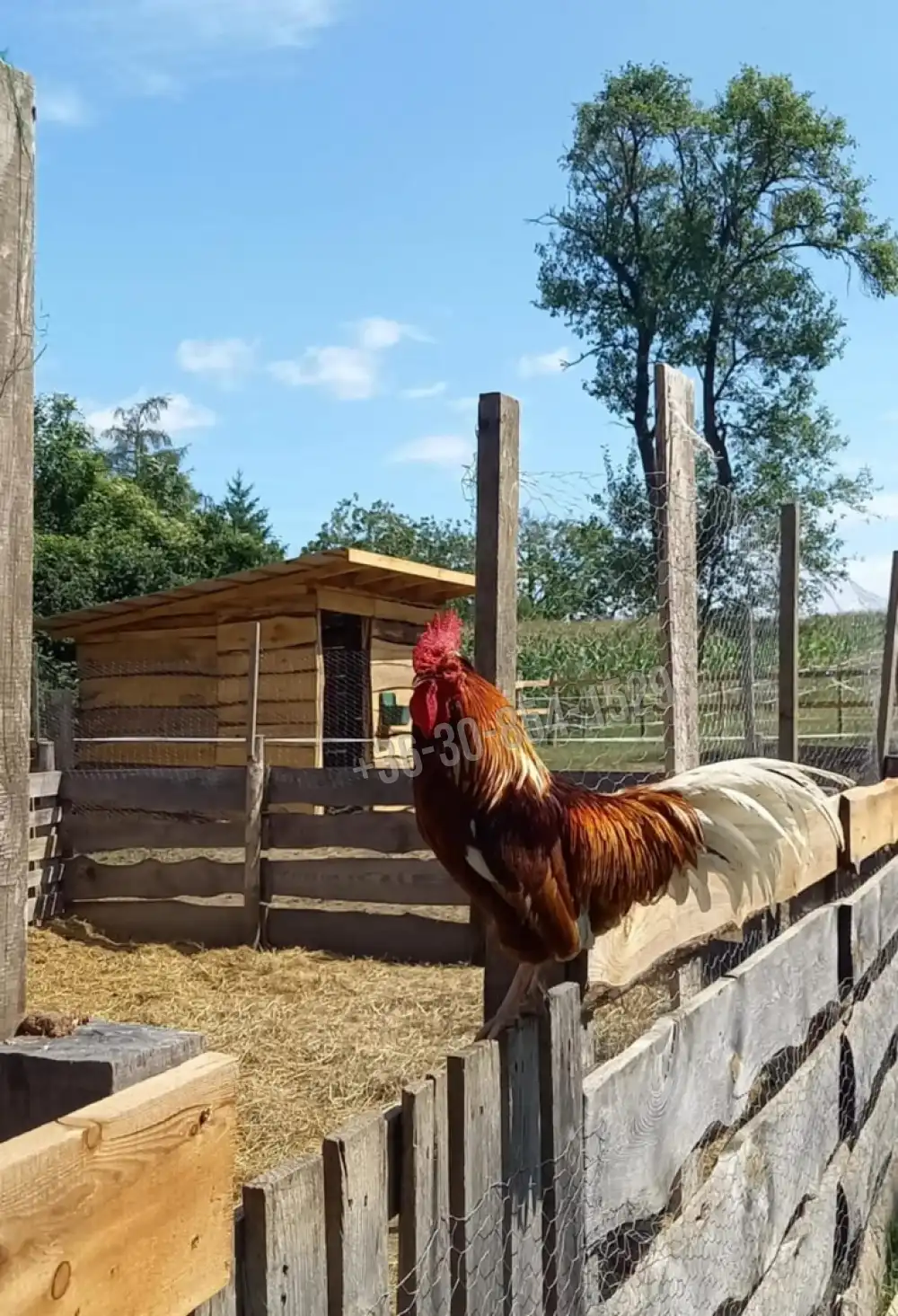 Veszprém megye - Sümegprága