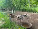 Pest megye - Szokolya