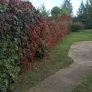 Pest megye - Vác