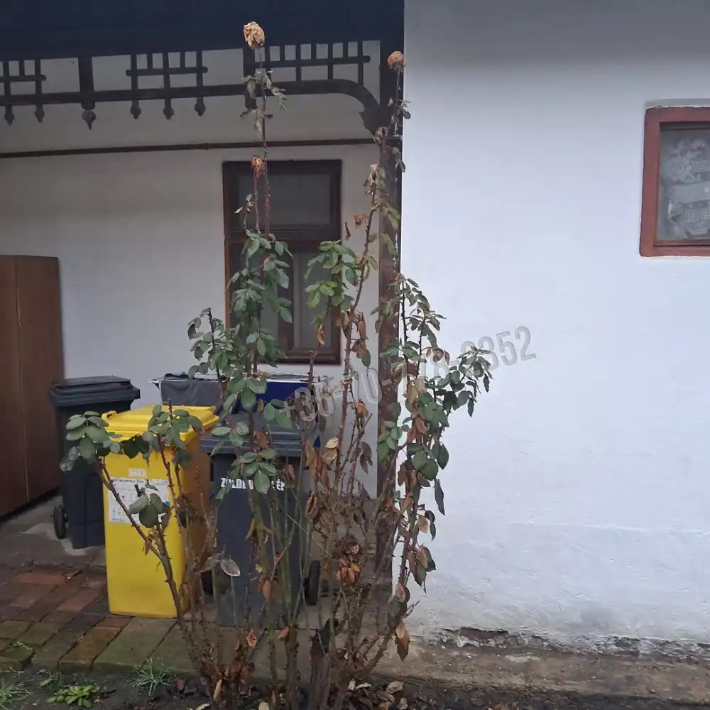 Békés megye - Békéscsaba