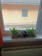 Pest megye - Szokolya