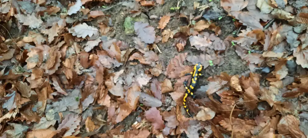 Pest megye - Kismaros