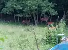 Pest megye - Verőce