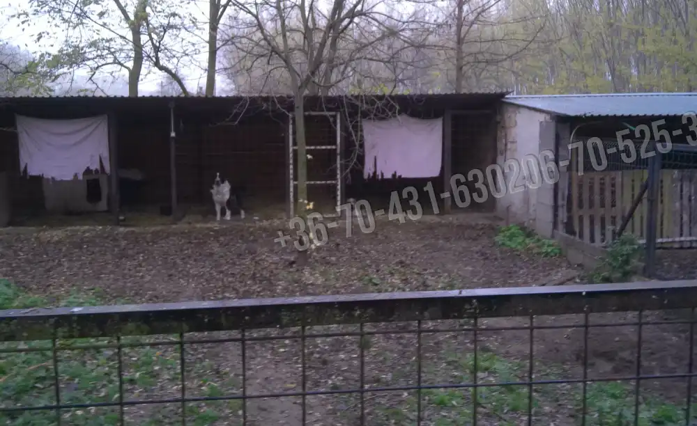 Pest megye - Albertirsa