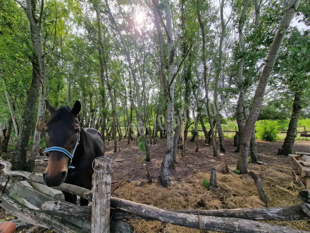 Bács-Kiskun megye - Kiskőrös