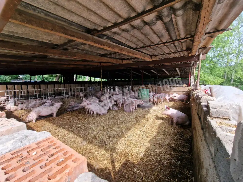 Bács-Kiskun megye - Kiskőrös