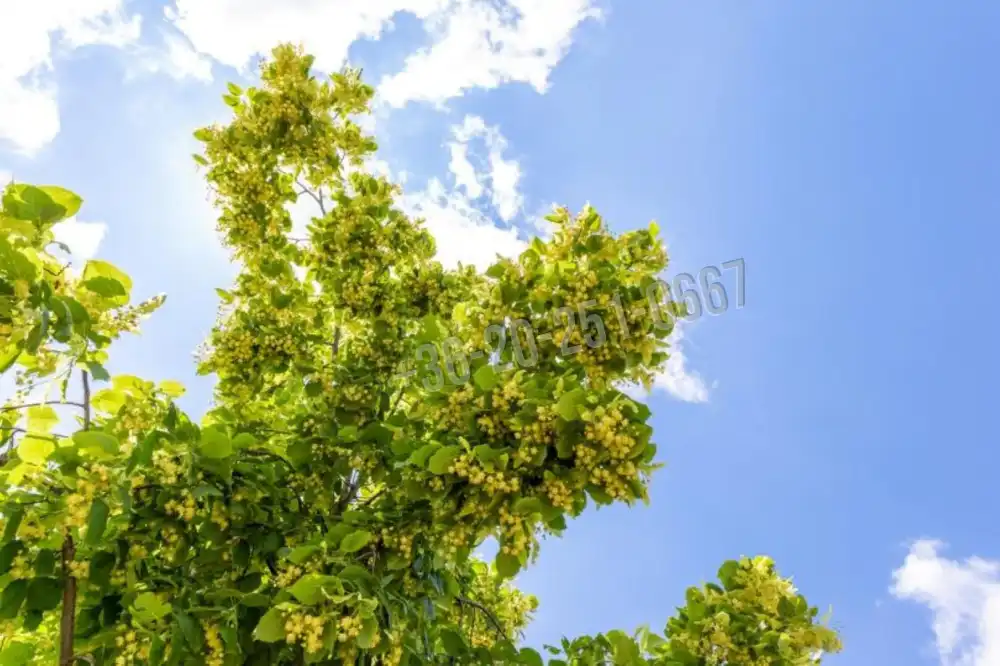 Tolna megye - Szekszárd