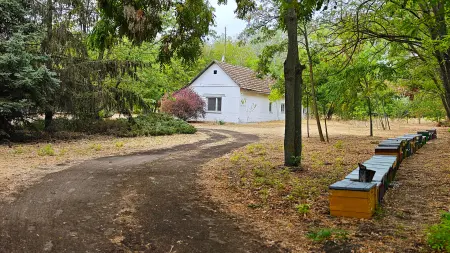 Eladó tanya, Zsombó 3 szoba 92 m² 27 M Ft