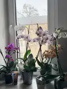 Komárom-Esztergom megye - Oroszlány